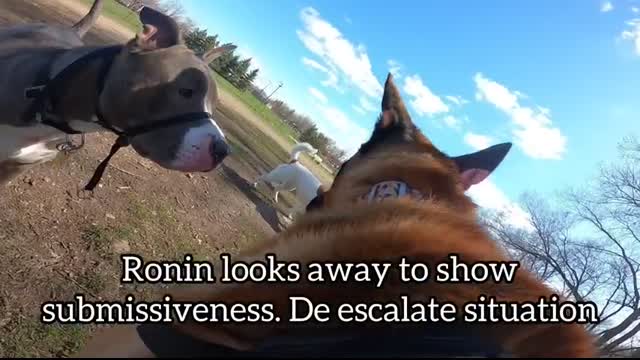 Aggressive Pit Bull Attacks Belgian Malinois At Dog Park. TRIGGER WARNING.