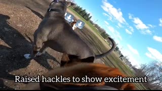 Aggressive Pit Bull Attacks Belgian Malinois At Dog Park. TRIGGER WARNING.