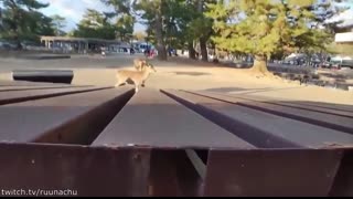 Funniest Animal Videos Ever (Part 1)