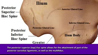 Pelvis Hip Bones Anatomy (Os Coxae, Pelvic Girdle) - Ilium, Ischium, Pubis