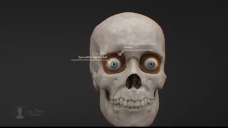 How the Human Eye Works! (Animation)