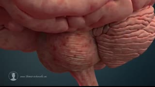 Human Nervous System (Part 2) - How the Brain Works! (Animation)