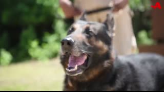 War Dog Reunites With His Best Friend