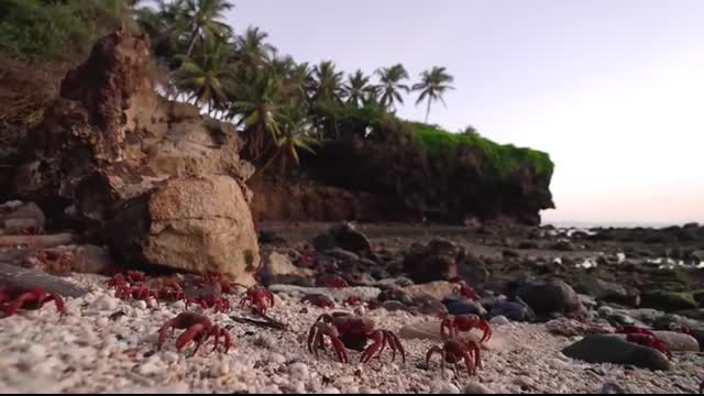 100 Million Red Crabs On A Tropical Island - Biggest Crab Migration In The World