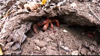 100 Million Red Crabs On A Tropical Island - Biggest Crab Migration In The World
