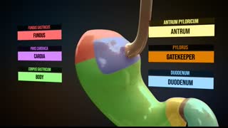 Human digestive system - How it works! (Animation)