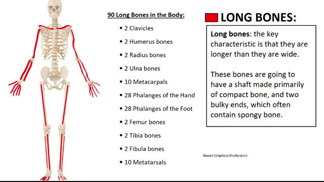 Types of Bones Anatomy Long, Short, Flat, Irregular, Sesamoid, Sutural