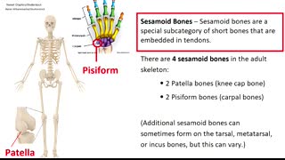 Types of Bones Anatomy Long, Short, Flat, Irregular, Sesamoid, Sutural