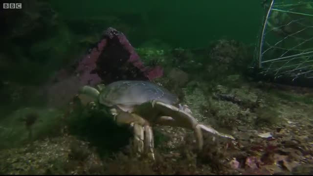 Octopus Steals Crab from Fisherman   Super Smart Animals   BBC Earth