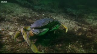 Octopus Steals Crab from Fisherman   Super Smart Animals   BBC Earth