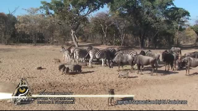 Zebra kicks warthog literally into a spasm and then another warthog also have a go at him!