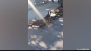 Any problems, dude Funny videos with Pitbull dogs ?