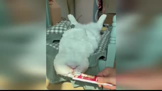 Funniest Cats And Dogs Videos ? - Best Funny Animal Videos 2023 ? #2