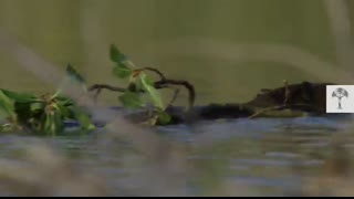 This Beaver Dam is So Huge, You Can See It from Space   Climate Heroes