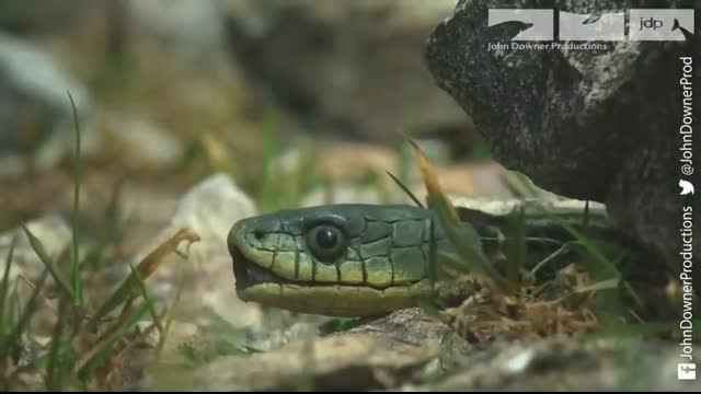 Robotic Spy Snake Takes Part in Snake Orgy!!!
