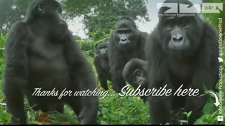 Robotic Spy Snake Takes Part in Snake Orgy!!!