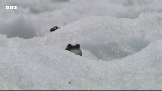 Frogs Race For Love   Planet Earth III   BBC Earth