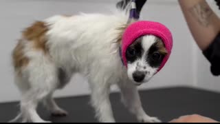 The might be the cutest dog I've ever seen in my life