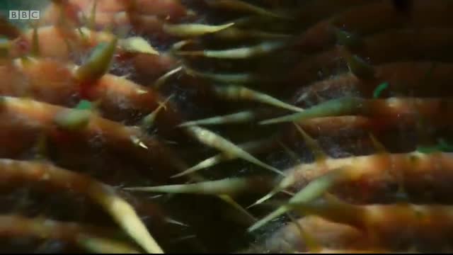 The giant water lily is VICIOUS! ? The Green Planet  ?BBC