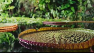 The giant water lily is VICIOUS! ? The Green Planet  ?BBC