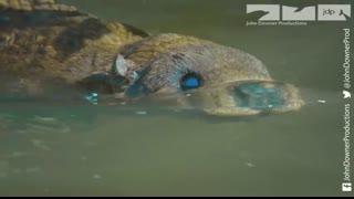 Robotic Spy Beaver Makes Friends With Beaver Family & Little Muskrat too!