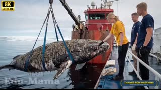 A humpback whale, injured by barnacles, was successfully rescued by a rescue team.