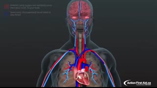 CPR in Action   A 3D look inside the body