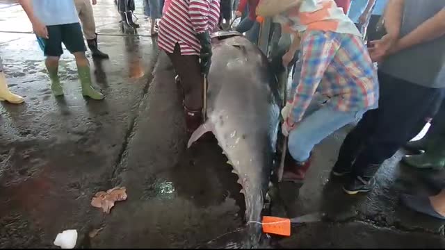 500KG giant bluefin tuna cutting for Sashimi