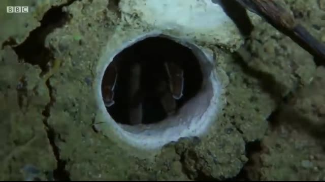 Best Spider Moments   Top 5   BBC Earth