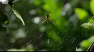 Best Spider Moments   Top 5   BBC Earth