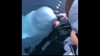 MOMENTS IF IT WERE NOT FILMED, NO ONE WOULD BELIEVE!