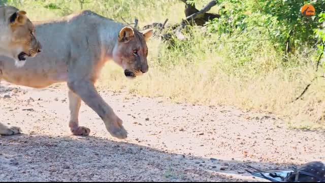 Epic Battle Between Lions, Black Mamba and Eagle!