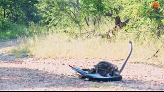 Epic Battle Between Lions, Black Mamba and Eagle!